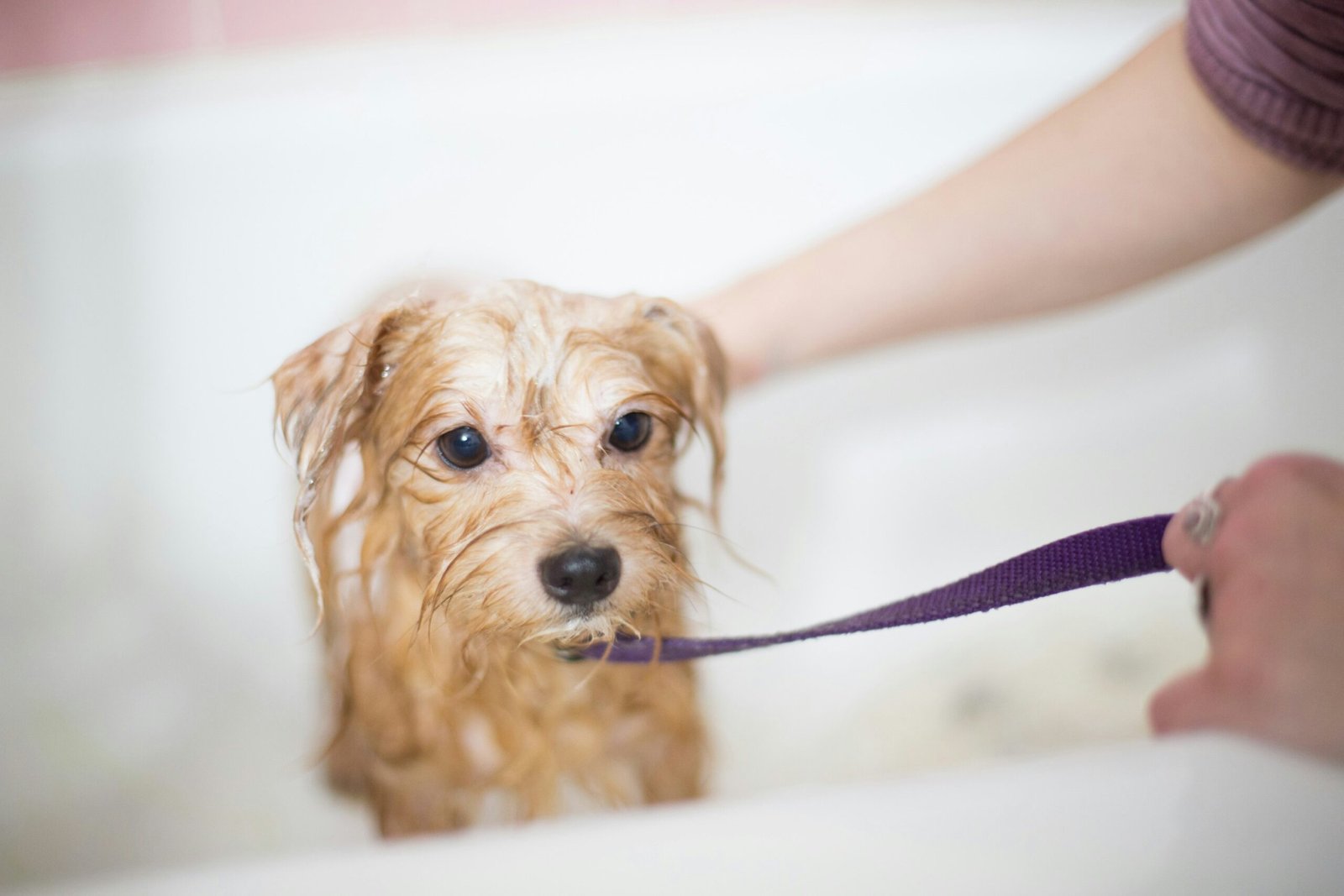 Dicas Essenciais para Cuidar dos Pelos do Seu Cachorro